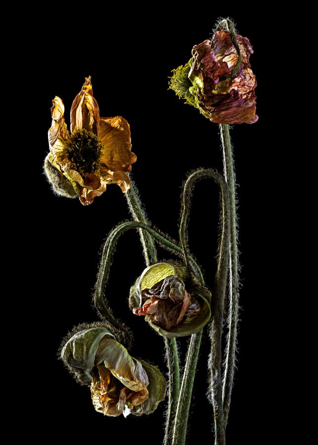 Blüten