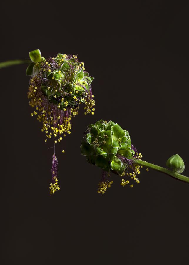 Blüten
