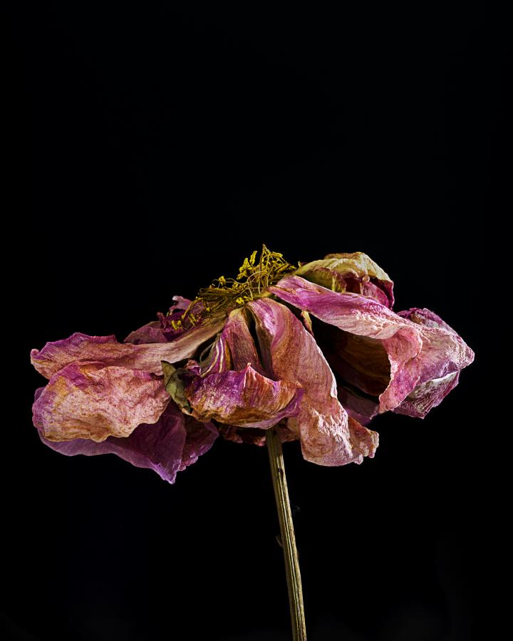 Blüten
