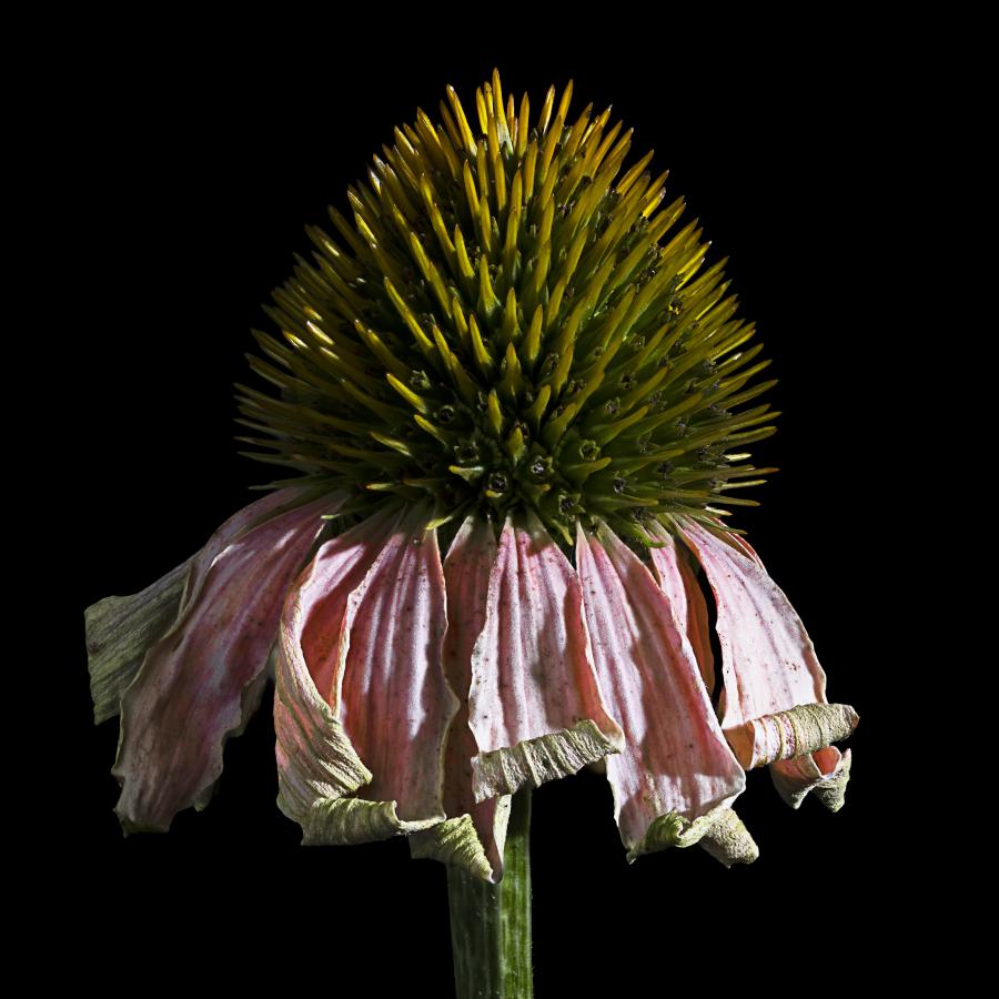 Schönheit vergeht nicht